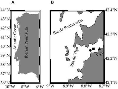 Mixing and Phytoplankton Growth in an Upwelling System